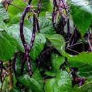 Super Seeds Climbing French Purple Bean Blauhilde Vegetable Garden 20 Pcs