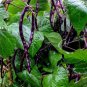 Super Seeds Climbing French Purple Bean Blauhilde Vegetable Garden 20 Pcs
