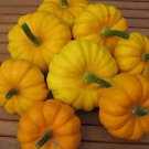 Super Seeds Miniature Pumpkin Jack Be Little Organic 5 Pcs