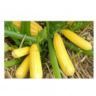 Super Seeds Courgette Sunstripe Vegetable Garden 5 Pcs