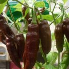 Super Seeds Hot Chili Pepper Fatalii Brown Vegetable Garden 7 Pcs