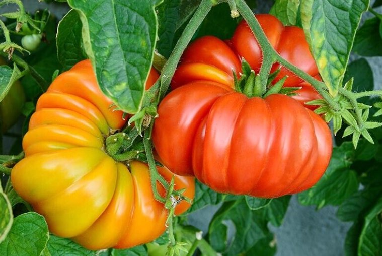 Super Seeds Tomato Hillbill Vegetable Garden 20+ Pcs