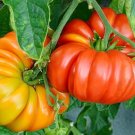 Super Seeds Tomato Hillbill Vegetable Garden 20+ Pcs
