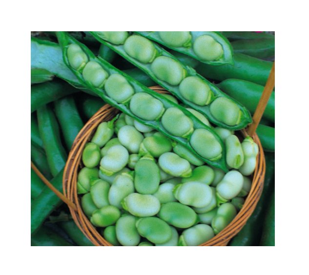 Super Seeds Broad Bean Masterpiece Green Vegetable Garden 20+ Pcs