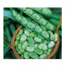 Super Seeds Broad Bean Masterpiece Green Vegetable Garden 20+ Pcs