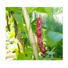 Super Seeds Climbing Borlotto Bean Lingua Di Fuoco 2 Vegetable Garden 8 Pcs