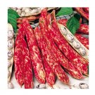 Super Seeds Dwarf Italian Borlotto Bean Lingua Di Fuoco Organic Vegetable Garden 10+ Pcs