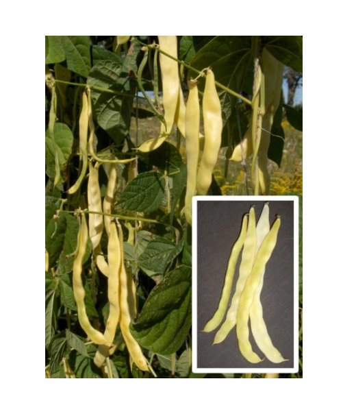 Super Seeds Italian Climbing Bean Marvel Of Venice Vegetable Garden 10 Pcs