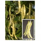 Super Seeds Italian Climbing Bean Marvel Of Venice Vegetable Garden 10 Pcs