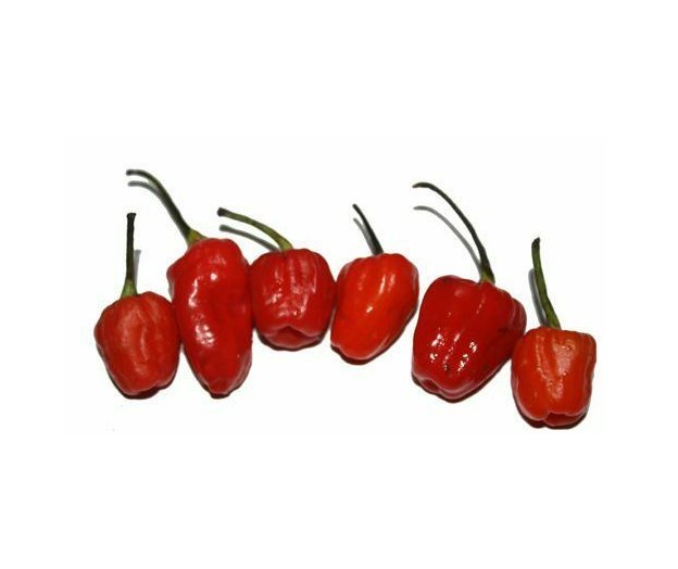 Super Seeds Hot Chilli Pepper Phiringi Jolokia Vegetable Garden 5 Pcs