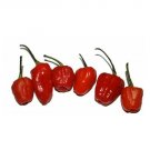 Super Seeds Hot Chilli Pepper Phiringi Jolokia Vegetable Garden 5 Pcs