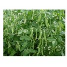 Super Seeds Pea Kelvedon Wonder Early And Main Crop Vegetable Garden 70+ Pcs