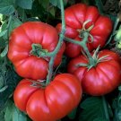 Super Seeds Tomato Marmande Super Precoce Vegetable Garden 90 Pcs