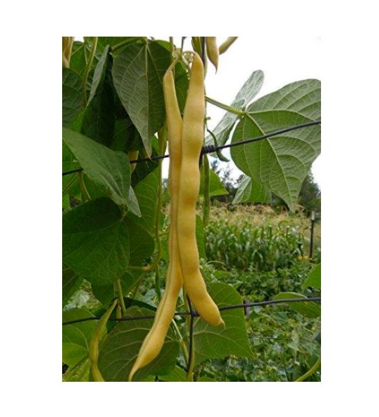 Super Seeds Climbing Golden Yellow Bean Neckargold Vegetable Garden 20 Pcs