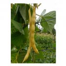 Super Seeds Climbing Golden Yellow Bean Neckargold Vegetable Garden 20 Pcs