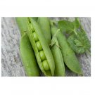 Super Seeds Pea Avola Hardy Early Vegetable Garden 60 Pcs