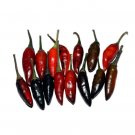 Super Seeds Hot Chilli Pepper Krishna Jolokia new Vegetable Garden 5 Pcs