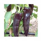 Super Seeds Sweet pepper black knight Vegetable Garden 5 Pcs
