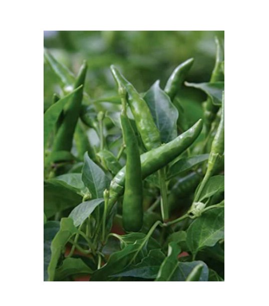 Super Seeds Pepper Hot Toofan Vegetable Garden 5 Pcs