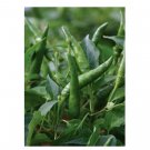 Super Seeds Pepper Hot Toofan Vegetable Garden 5 Pcs