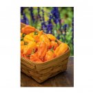 Super Seeds Pepper Hot Pepperoncini Orange Vegetable Garden 5 Pcs