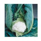 Super Seeds Cauliflower Clapton Vegetable Garden 5 Pcs