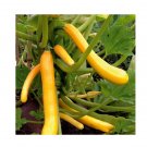 Super Seeds Courgette Climbing Shooting Star Yellow Golden Vegetable Garden 5 Pcs