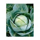Super Seeds Cabbage Kolazol Vegetable Garden 5 Pcs