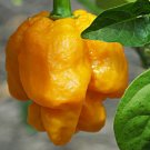 Super Seeds Hot Chili Pepper 7 Pot Yellow Vegetable Garden 5 Pcs