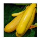 Super Seeds Courgette Zucchini Golden Zebra Vegetable Garden 5 Pcs