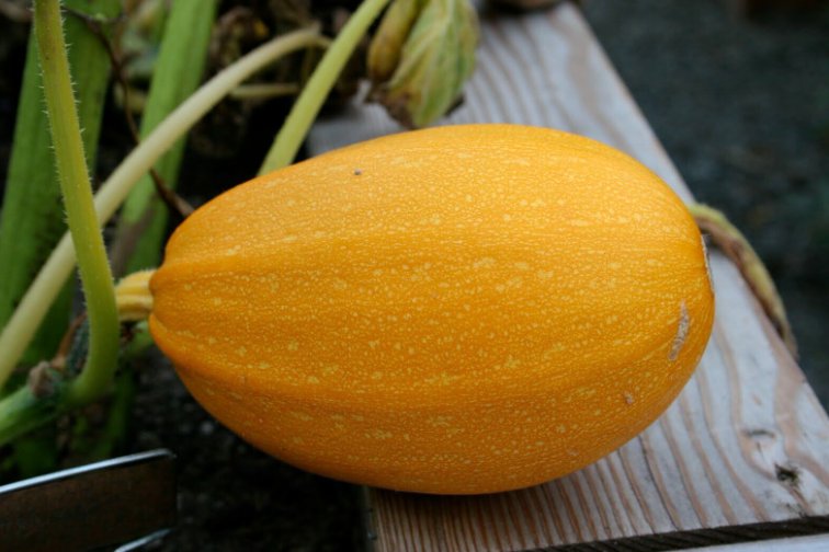 Super Seeds Squash Baby Spaghetti Vegetable Garden 5 Pcs