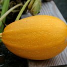 Super Seeds Squash Baby Spaghetti Vegetable Garden 5 Pcs