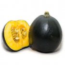 Super Seeds Squash Little Gem Trailing Vegetable Garden 5 Pcs