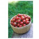 Super Seeds Tomato Cherry Baby Boomer Vegetable Garden 5 Pcs