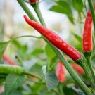 Super Seeds Hot Chili Pepper Thai Dragon Vegetable Garden 5 Pcs