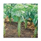 Super Seeds Brussel Sprouts Crispus Vegetable Garden 5 Pcs