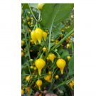 Super Seeds Pepper Hot Biquino Yellow Vegetable Garden 5 Pcs