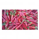 Super Seeds Pepper Hot Rawit Vegetable Garden 5 Pcs