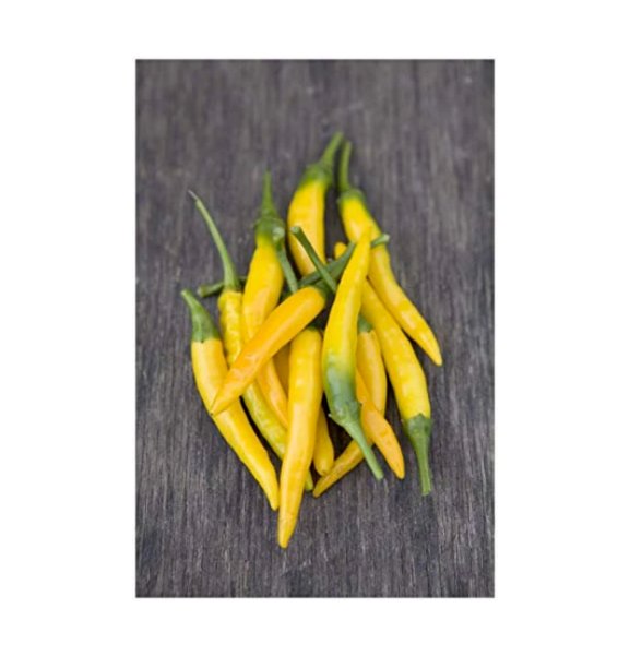 Super Seeds Pepper Hot Kristian Vegetable Garden 5 Pcs