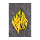 Super Seeds Pepper Hot Kristian Vegetable Garden 5 Pcs