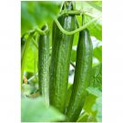 Super Seeds Cucumber Carmen Vegetable Garden 5 Pcs