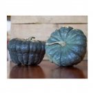 Super Seeds Squash Queensland Blue Vegetable Garden 5 Pcs