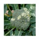 Super Seeds Broccoli Marathon Vegetable Garden 10+ Pcs