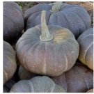 Super Seeds Squash Strawberry Crown Vegetable Garden 5 Pcs