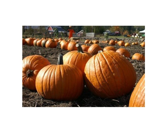 Super Seeds Pumpkin Howden Organic Vegetable Garden 5 Pcs