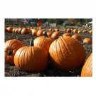 Super Seeds Pumpkin Howden Organic Vegetable Garden 5 Pcs