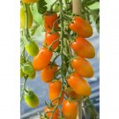 Super Seeds Tomato Datlo Orange Vegetable Garden 5 Pcs