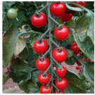 Super Seeds Tomato Cherry Sweet Aperitif Vegetable Garden 10 Pcs