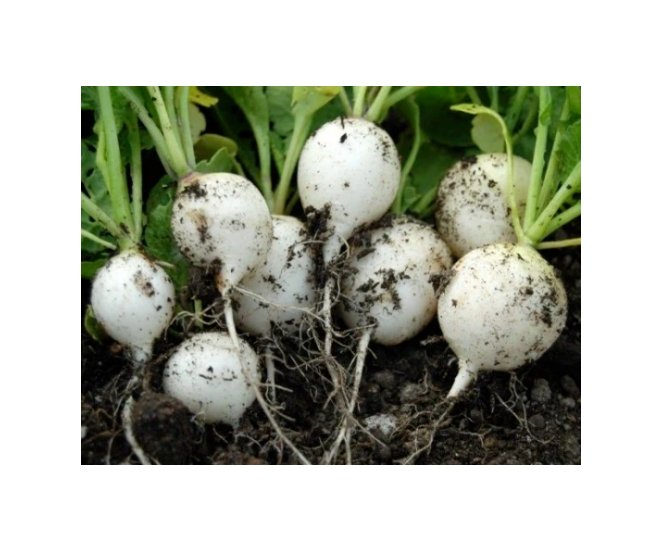 Super Seeds Radish White Hailstone Vegetable Garden 600+ Pcs