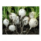 Super Seeds Radish White Hailstone Vegetable Garden 600+ Pcs